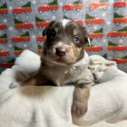 Australian Shepherd Puppies from M3 Sassafrass Ranch