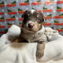 Australian Shepherd Puppies from M3 Sassafrass Ranch