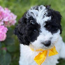 SALE Oregano - male Cavapoochon puppy in North Lawrence, Ohio from Liberty Pups