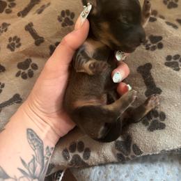 Girl 2 - Cream female Dachshund puppy in Cottonwood, Arizona from JuniperWood Dachshunds