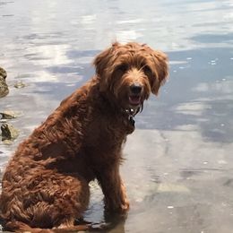 Milly - Goldendoodle