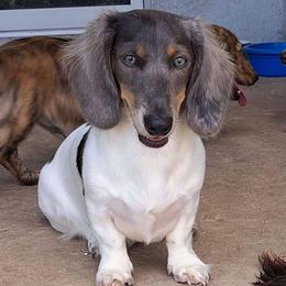 Jasmine - Dachshund