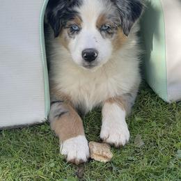 Australian Shepherd Puppies from Lil Klimuk's Australian Shepherds