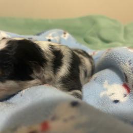 Ron - Blue merle white and tan male Shetland Sheepdog puppy in New Richmond, Ohio from Heaven’s Shelties