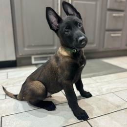 Green Collar - Black sable male Belgian Malinois puppy in Muskegon, Michigan from Red Acres Working Line K9s