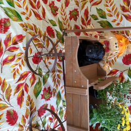 Miniature Schnauzer Puppies from Camp Creek Schnauzers