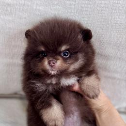 Chia - Chocolate female Pomeranian puppy in Canandaigua, New York from Fingerlakes Pomeranians