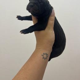 Black collar - Black male Great Dane puppy in Miami, Florida from RP DANES