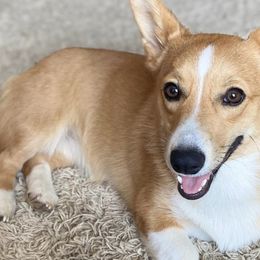 American Corgis from Corgis of Tricities
