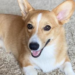 American Corgis from Corgis of Tricities