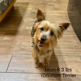 Belle - Yorkshire Terrier