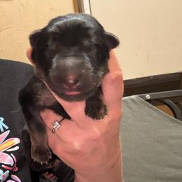 Canyon - Black and tan male German Shepherd puppy in Barnhart, Missouri from Combat Creek German Shepherds