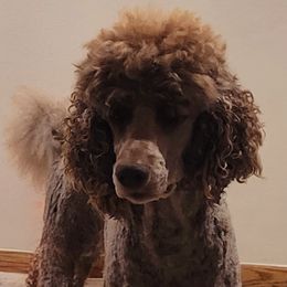 Rocky - Poodle