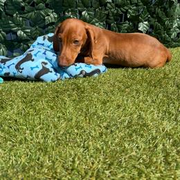 Sheldon - Red male Dachshund puppy in Norco, California from Norco dachshunds