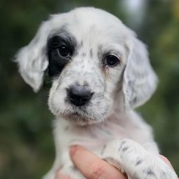 Rockwell Girl - Blue belton and tan (tri-color) female English Setter puppy in Boise, Idaho from English Setters of the Eyrie