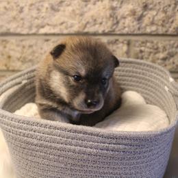 Pomsky Puppies from Gemstone Pomskies