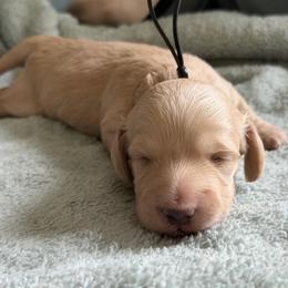 Black Collar Boy - Cream male Dachshund puppy in Descanso, California from Kendaline Kennels