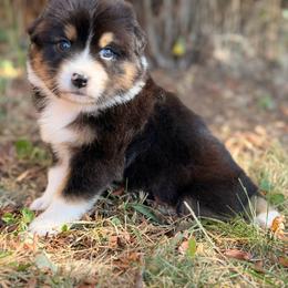 Aspen - Black tri-color female Australian Shepherd puppy in Oakridge, Oregon from Middle Fork Australian Shepherds