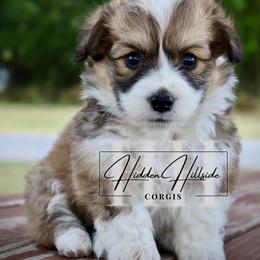 Boy 1 - Red male Pembroke Welsh Corgi puppy in Locust Grove, Oklahoma from Hidden Hillsides Corgis