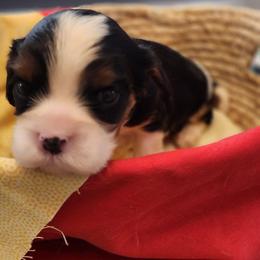 Orange crush - Tri-color male Cavalier King Charles Spaniel puppy in Albany, Oregon from Hit Parade Cavaliers