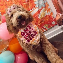 Oakley - Goldendoodle