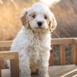 Page - Apricot female Labradoodle puppy in Crete, Nebraska from Doodles & Co