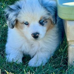 Orion - Blue merle male Miniature American Shepherd puppy in Rockford, Illinois from Andover Aussies