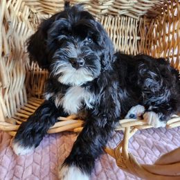 Buffy - Black and white male Portuguese Water Dog puppy in Narvon, Pennsylvania from Prized Family Porties