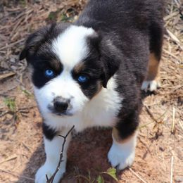 Miniature Australian Shepherd Puppies from AussiesRus
