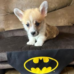 Black Collar - Red male Pembroke Welsh Corgi puppy in Abingdon, Virginia from Em-K Kennels