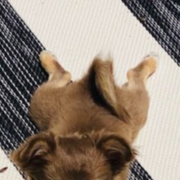 Chihuahua Puppies from Chihuahua Angel Babies