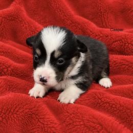 Casper - Black and tan male Pembroke Welsh Corgi puppy in Port Republic, Maryland from Bestfurends