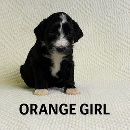 Girl 3 - female Portuguese Water Dog puppy in Vancouver, Washington from Portie Puppies