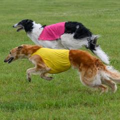 Borzoi puppies from Raywood