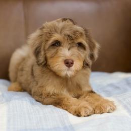 Guava - Phantom female Bernedoodle puppy in Queen Creek, Arizona from Dulcito Doodles