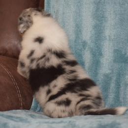 Camilla - Blue merle white and tan female Collie puppy in Danville, Pennsylvania from Brookwood Collies, Smooth & Rough