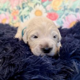 Rake - Light golden male Golden Retriever puppy in Plymouth, Massachusetts from Mayflower Goldens