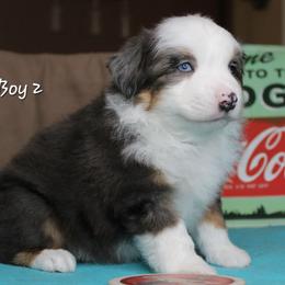 Boy 2 - Blue merle male Miniature Australian Shepherd puppy in Elgin, Oregon from LongMile Aussies