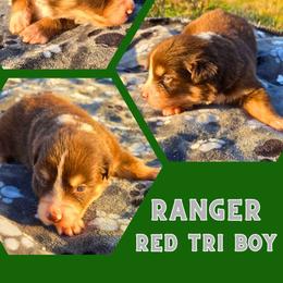 Ranger - Red tri-color male Australian Shepherd puppy in Abilene, Texas from S&K Aussies N' Rotties