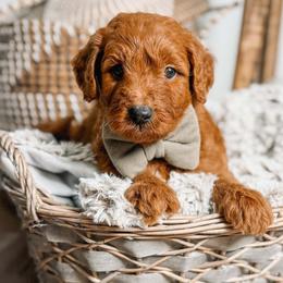 SNOOPY - Red  male Goldendoodle puppy in Iola, Texas from Supreme Doodles of Texas