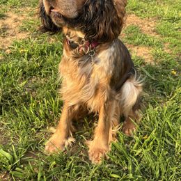 Crickett - English Springer Spaniel