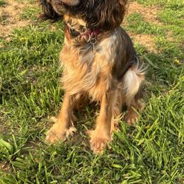 Crickett - English Springer Spaniel