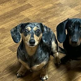 Dachshunds from Space Coast Dachshunds