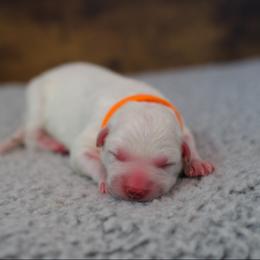 Berger Blanc Suisse Puppies from Moonlight Berger Blanc Suisses