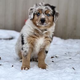 Miniature Australian Shepherd Puppies from Quartz Creek Aussies