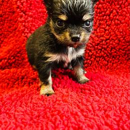 Roo - Black and tan female Chihuahua puppy in Hobgood, North Carolina from Four Kids’ Farms, LLC