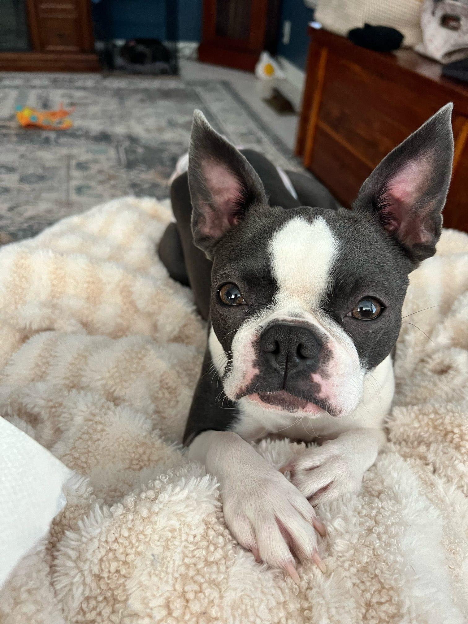 Nice Terriers Binkard's Boston Terriers in Tennessee | Boston Terrier puppies | Good Dog