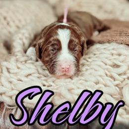 Shelby - Chocolate female Australian Labradoodle puppy in Decatur, Alabama from Southern Meadows Doodles