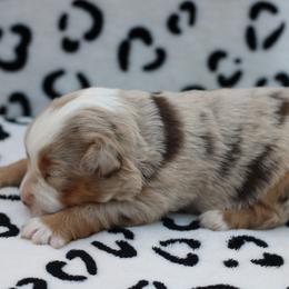 Sadie - Red merle female Toy Australian Shepherd puppy in Newnan, Georgia from Baker's Down South Aussies