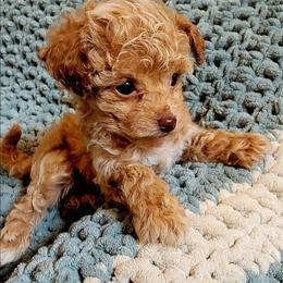 Eddy - Red  male Poodle puppy in Montrose, Pennsylvania from Tales Of Joy